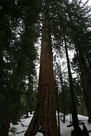 20-Sequoia 0021.JPG